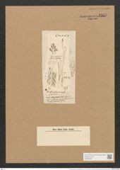 Berkeleya rutilans var. striolata (Kuetz.) Grun. (de-Toni-Nr.: Genus 21, Species 1218) Zeichnungen Sammlung Grunow Nr. 2357 (NHMW-BOT-W0369490)